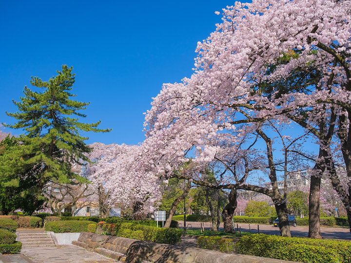 榴岡公園／つつじがおかこうえん