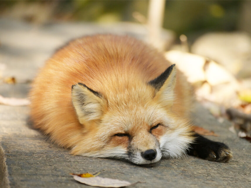 蔵王キツネ村
